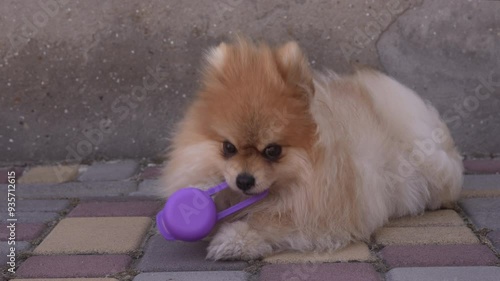 A small fluffy red dog chews a plastic toy on the street. A dwarf spitz dog plays on the street near the fence. Close-up. Slow motion. High quality 4k footage