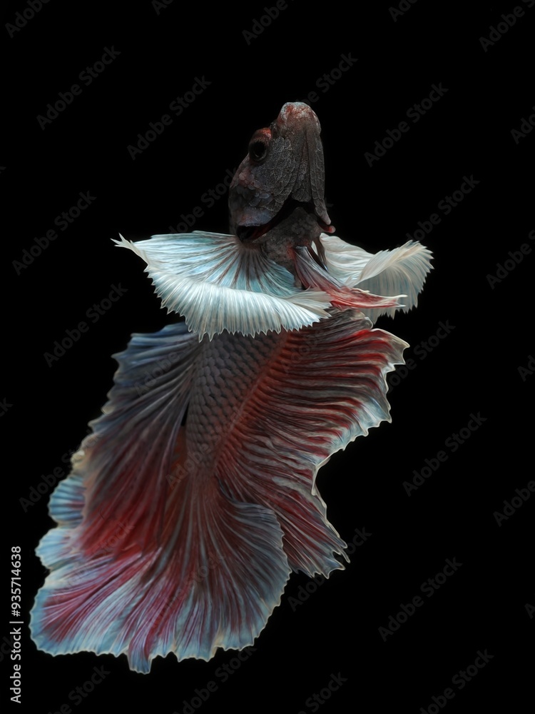 Fototapeta premium Potrait closeup Dumbo ear halfmoon bettafish on black background, 23 August 2024 Bekasi Indonesia
