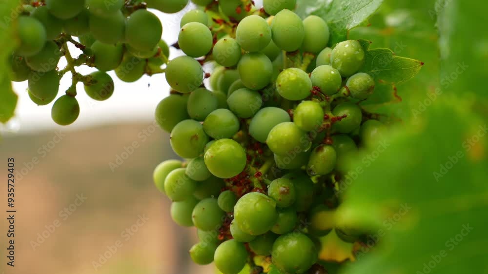 Small grapes on the vine after rain Small grapes on the vine after rain
