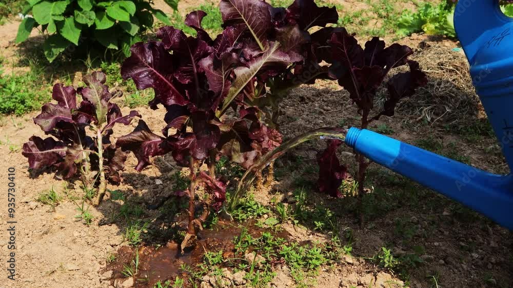 Watering the dry lettuce field.메마른 상추밭에 물을 주고있습니다. Watering the dry lettuce field.메마른 상추밭에 물을 주고있습니다.