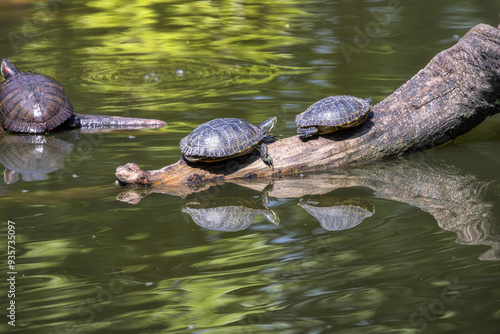 Tartarughe stese su un ramo nel laghetto dello Zoo di Pistoia, Toscana, Italia, Europa