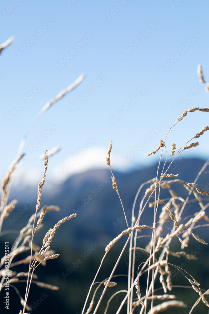 Obraz premium Delicate and graceful Grasses Stand Tall Against a Beautiful Clear Blue Sky Above