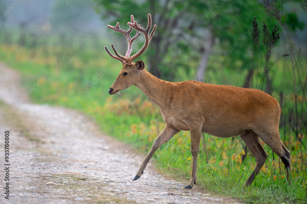 Fototapeta premium An adult male soft ground barasingha crossing the safari track at Manas national Park, Assam, India