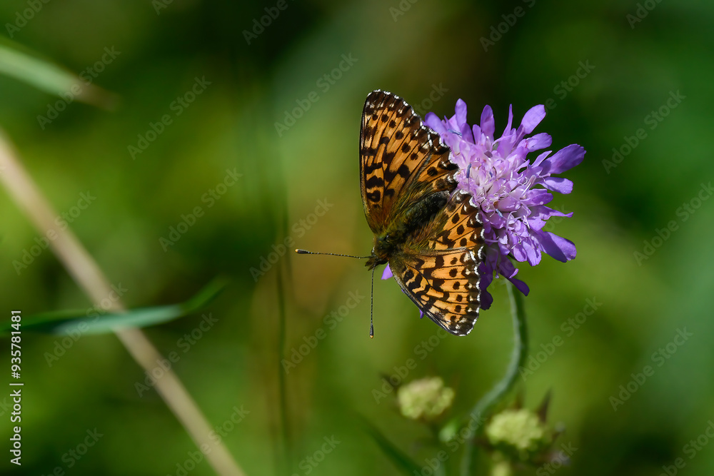 orange and brown butterfly with open wings sitting on purple flower in summer in the mountains orange and brown butterfly with open wings sitting on purple flower in summer in the mountains
