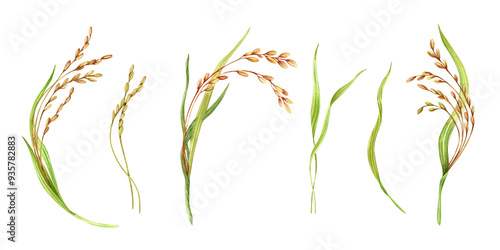 Rice watercolor illustration. Ripe agricultural plant. Asian cooking ingredient. Hand drawn collection of elements isolated from the background. Clip art for organic product packaging label designs