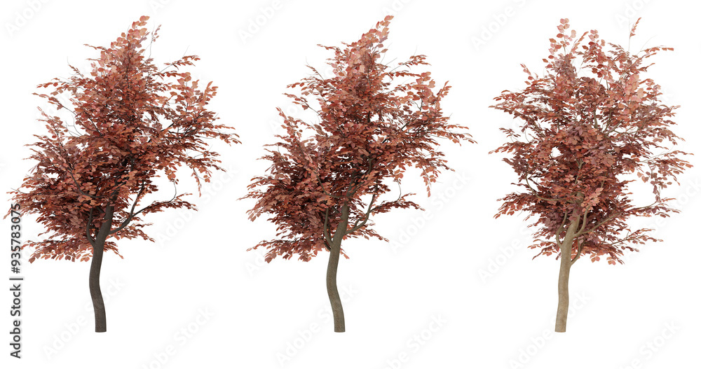 Fototapeta premium Set of three dried pampas grass stalks with a brown, terracotta color.