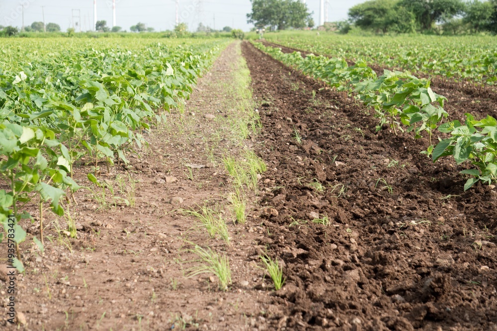 Fresh Garlic Plants Thriving in Fertile Farm Soil Under Clear Sky Fresh Garlic Plants Thriving in Fertile Farm Soil Under Clear Sky