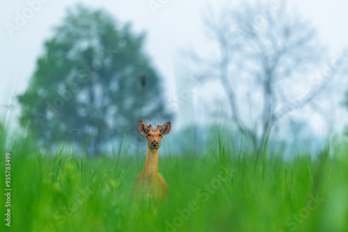 Adult male eastern swamp deer raising its head above dense grass to take a look at his surroundings at Manas National Park, Assam, India photo