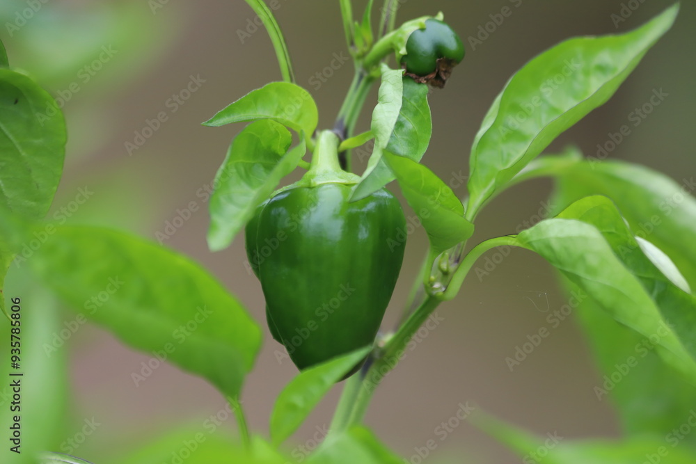 The Growing of Green Paprica, vegetable garden. The Growing of Green Paprica, vegetable garden.