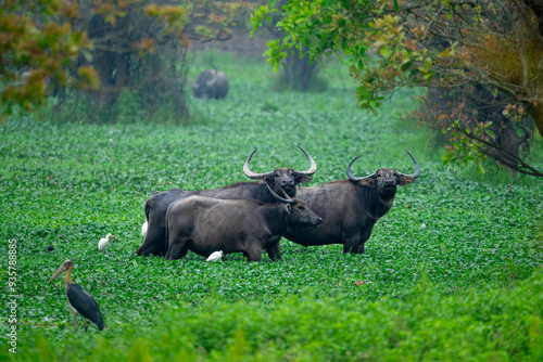 A herd of wild asiatic water buffaloes grazing through water hyacinth growing in a large waterbody during spring season at Burapahar range, Kaziranga National Park, Assam, India