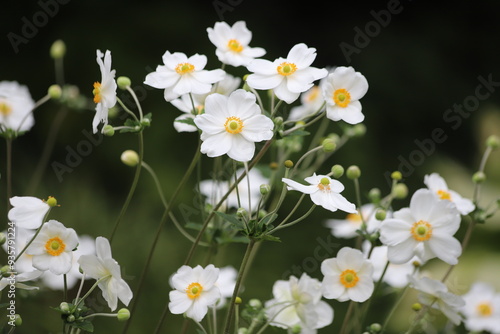 Anemone hupehensis. Closeup of japanese anemone, windflower.