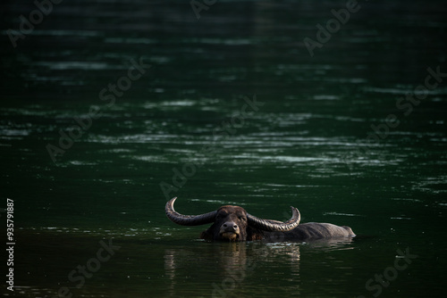 An adult wild water buffalo basks and wallows in the dark waters of Manas river at Royal Manas National Park, Bhutan