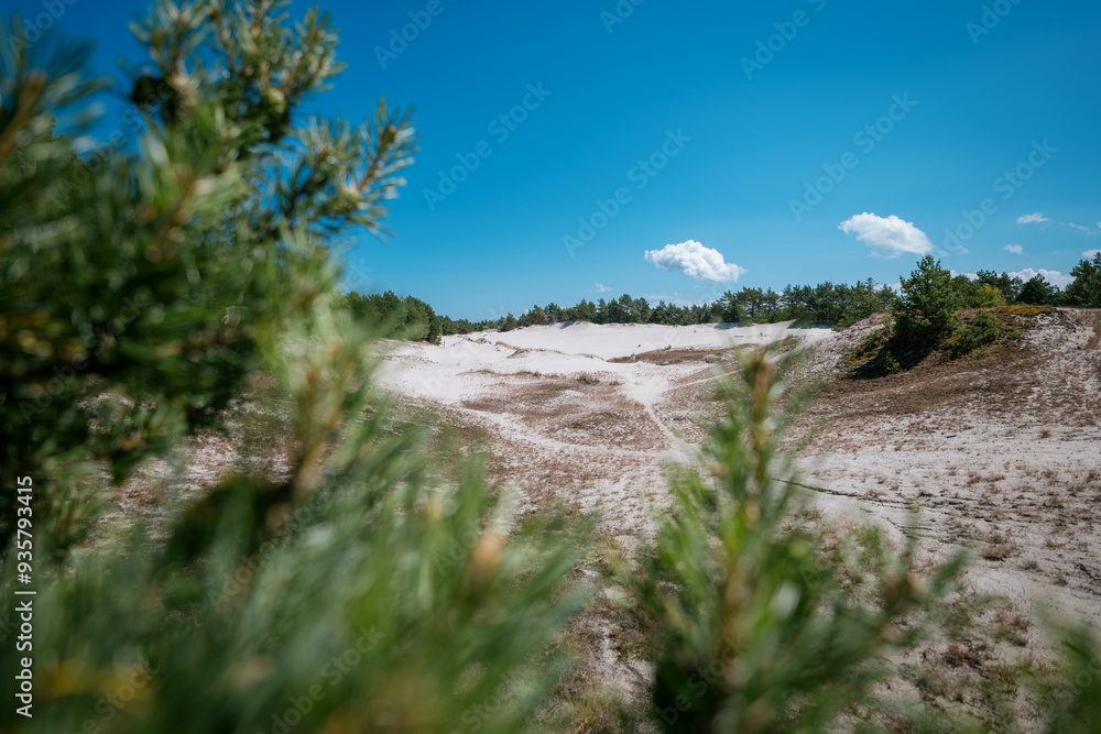 Sand dunes on a sunny day. Blurry pine trees in the foreground. Lubiatowo, Baltic Sea, Poland