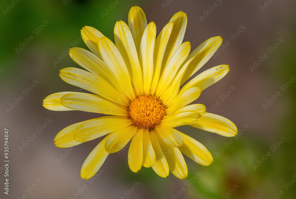 Flower of Calendula officinalis in the garden. Flower of Calendula officinalis in the garden.
