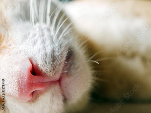 Cute feline pink nose macro close-up, White orange cat with mouth and mustache macro