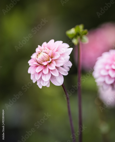 Dahlia's In Full Bloom At Dahlia Beach