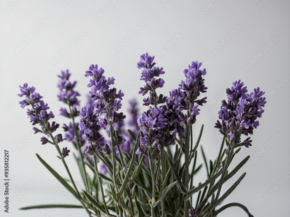 Obraz premium A close up of blooming lavender flowers captured against a light grey background