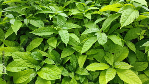 Long, rough leaves that grow in pairs at the nodes of of Violet ixora tree bush. Pseuderanthemum graciliflorum (Nees) Ridl has. It has purple flowers that look like west Indian Jasmine. green backgrou photo