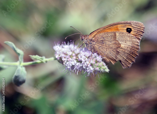 Dusky Meadow Brown butterfly. Hyponephele lycaon photo