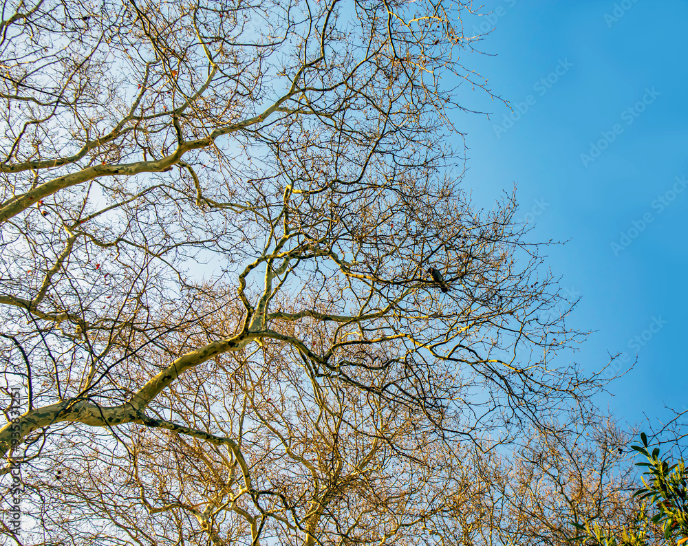 tree branches covering to blue sky tree branches covering to blue sky