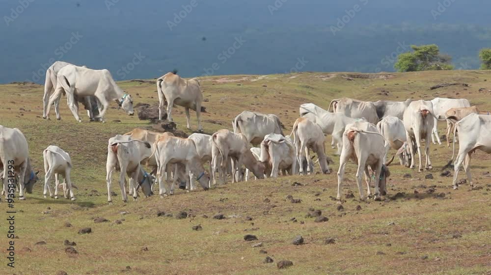a group of buffalo with their herd in the vast savanna a group of buffalo with their herd in the vast savanna