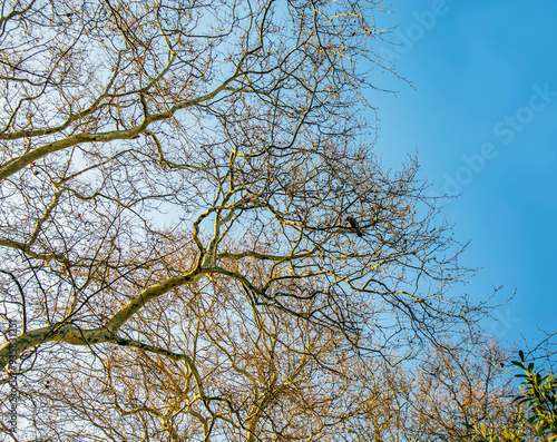 tree branches covering to blue sky