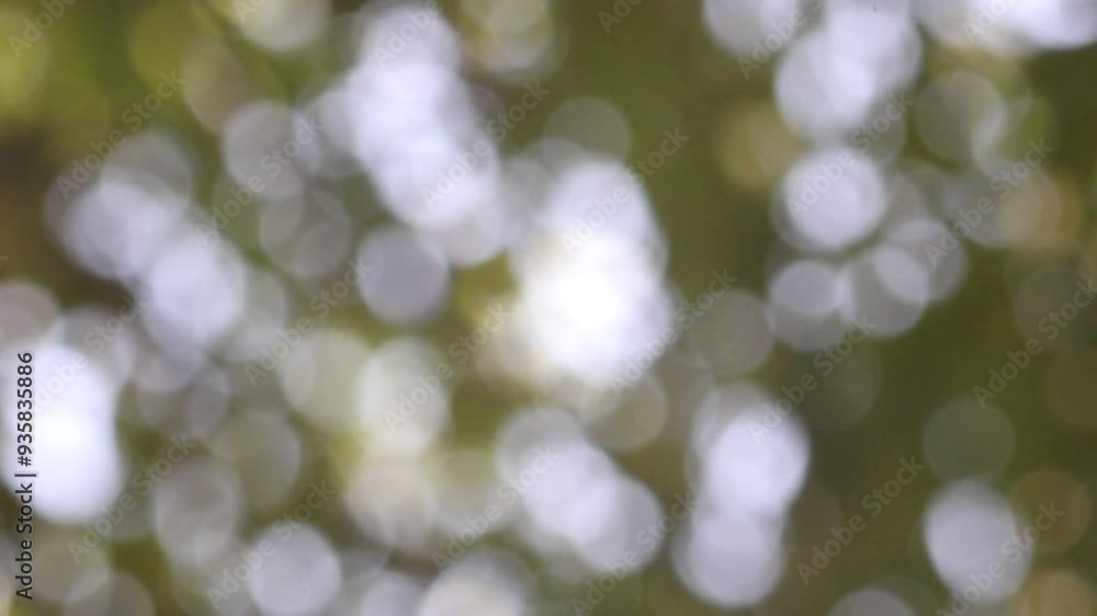 Gentle Bokeh of Green and White with Sunlight Through Trees Gentle Bokeh of Green and White with Sunlight Through Trees