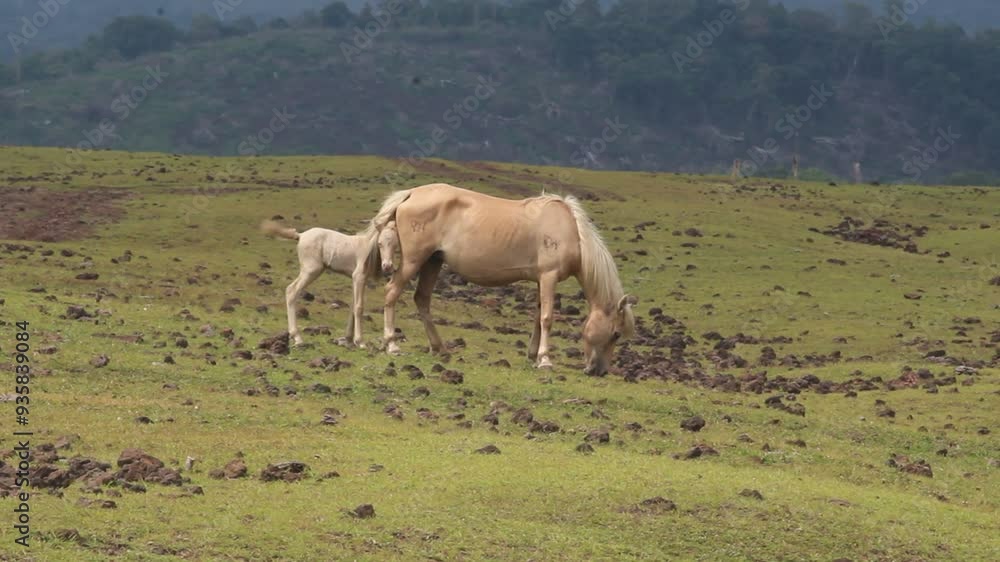 a group of horse with their herd in the vast savanna a group of horse with their herd in the vast savanna