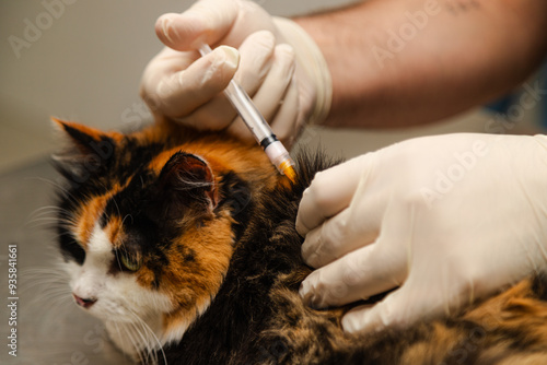 A cat came to the animal clinic for a check-up