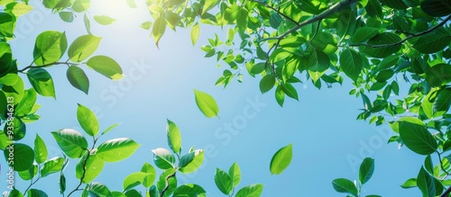 Wallpaper Mural Low angle shot upward view of green leaves and tree branches against a clear blue sky with copyspace Torontodigital.ca