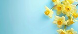 Banner featuring yellow narcissus flowers on a blue pastel background with space for text. Copy space image. Place for adding text and design