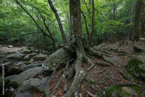 roots in the forest