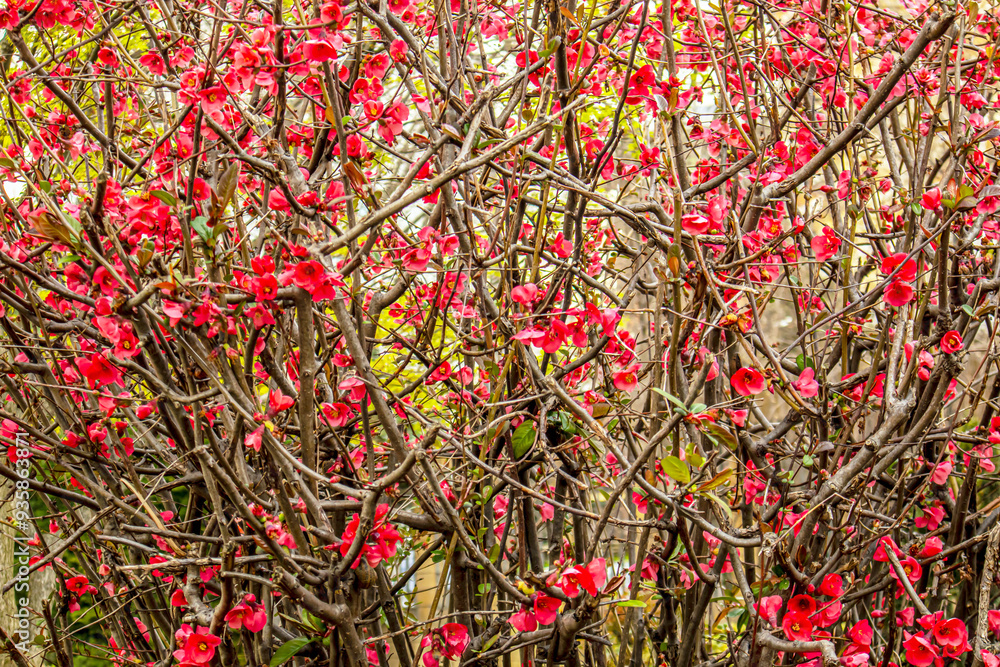 red flowers on the long branches of bush red flowers on the long branches of bush