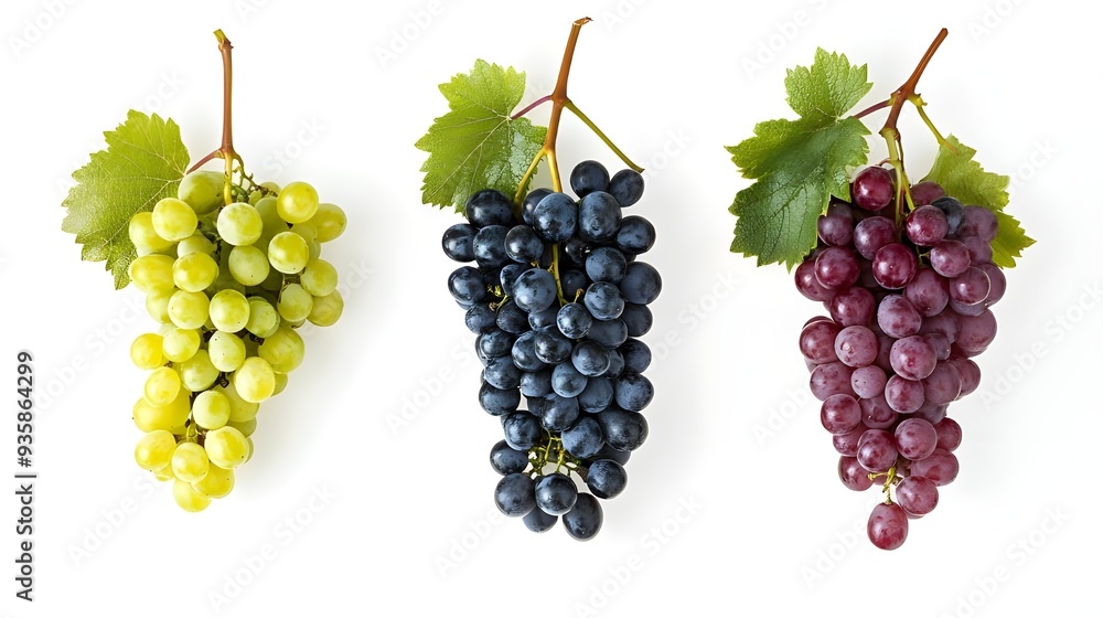 bunch of grapes isolated on white background bunch of grapes isolated on white background