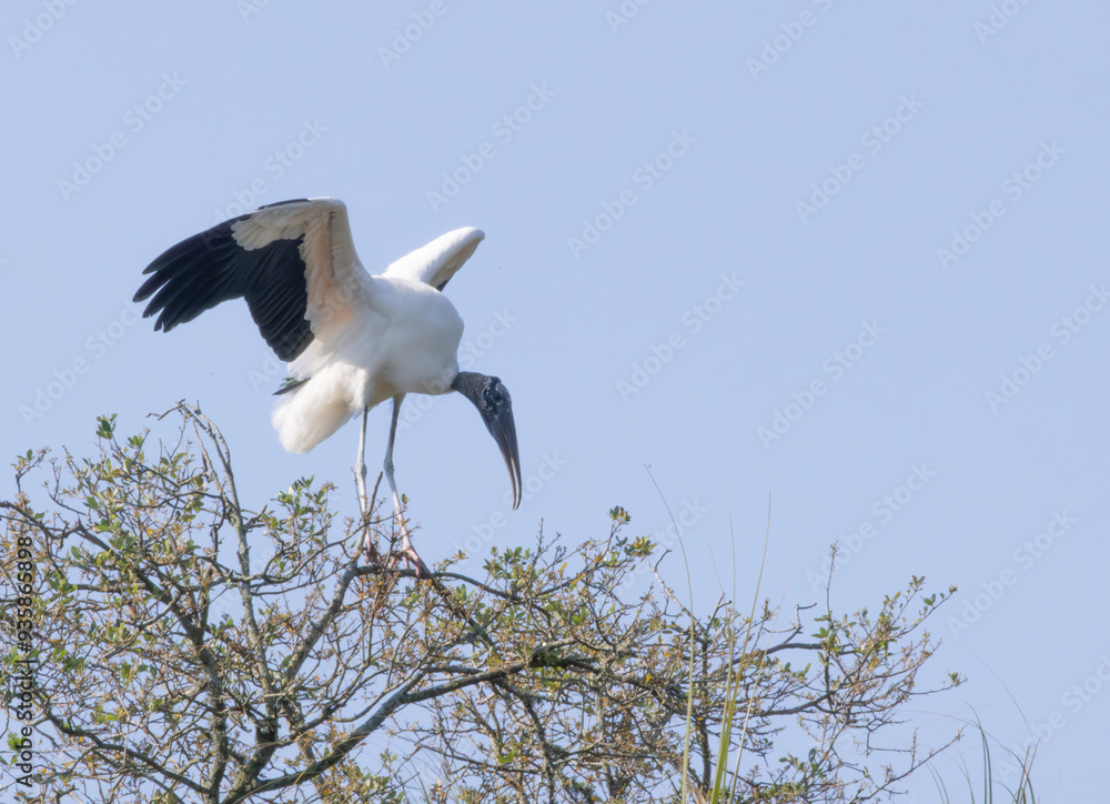 Obraz premium Wood Stork with wings spread