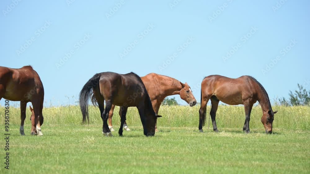 Herd or group of brown horses grazing in a meadow on a pasture eating grass in the rural countryside, blue sky background
Herd or group of brown horses grazing in a meadow on a pasture eating grass in the rural countryside, blue sky background