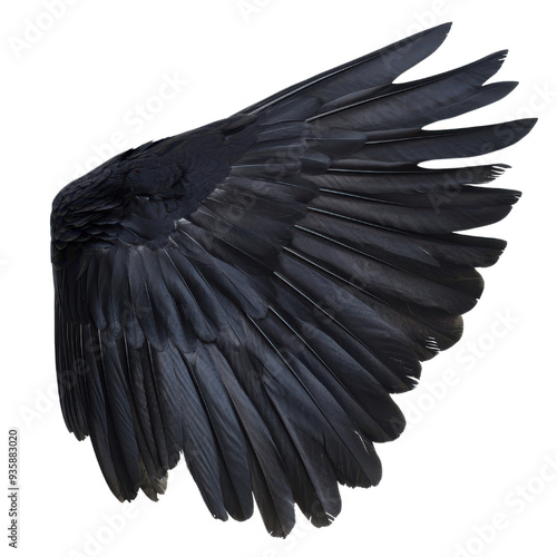 A stunning close-up of a black bird wing isolated on a white background.