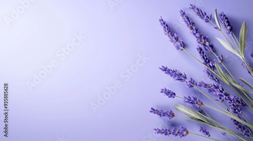 Fototapeta Naklejka Na Ścianę i Meble -  Lavender Flowers on Purple Background - Minimalist Floral Design - A bunch of lavender flowers arranged on a soft purple background, symbolizing tranquility, relaxation, nature, beauty, and purity.