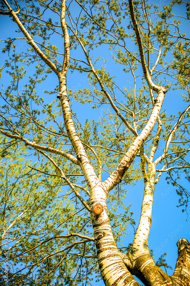 Fototapeta premium tree branches against blue sky