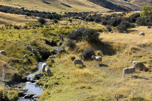 Rolling green farm fields with flock of merino sheeps seen on Mount obi landing site, Otago, New Zealand