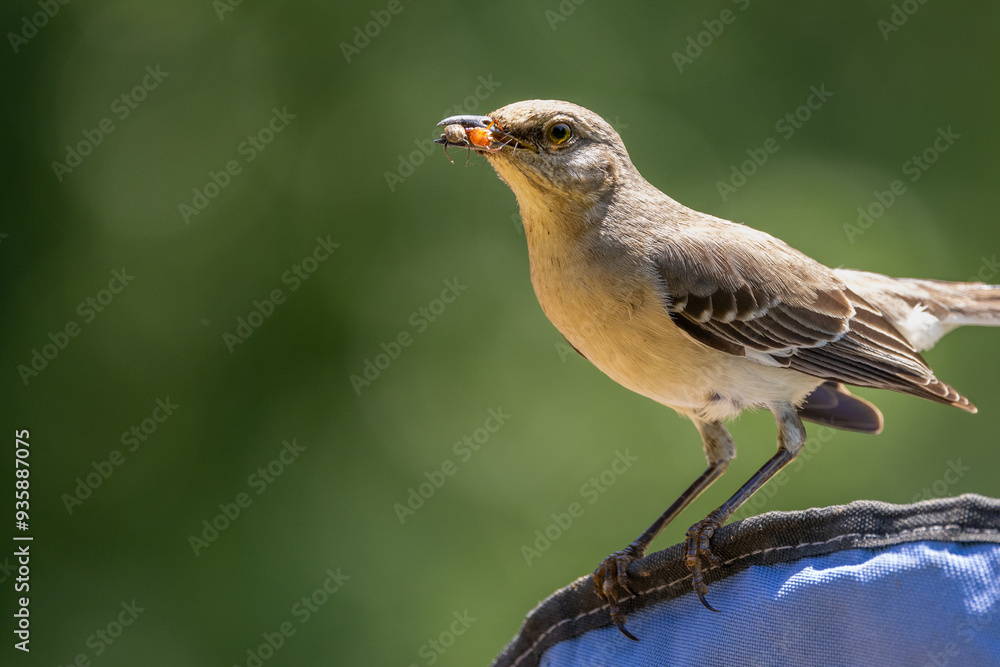 Northern Mockingbird with insect in beak. Northern Mockingbird with insect in beak.