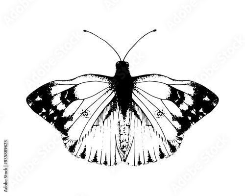 Butterfly Pieridae. Vector Hand drawn illustration. Black and white graphic clip art on a background. Drawing of an insect with spread wings. Flying papilio sketch. For printing