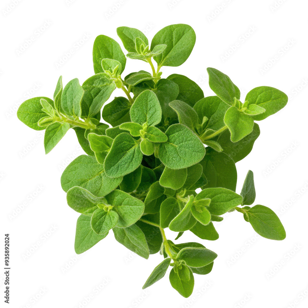 Fresh green oregano leaves isolated on a white background. Fresh green oregano leaves isolated on a white background.