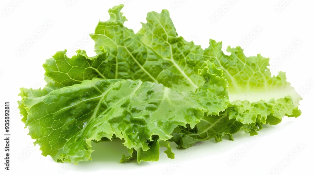 Lettuce Leaf. Fresh Closeup of Isolated Leaf on White Background for Vegetarian Diet Lettuce Leaf. Fresh Closeup of Isolated Leaf on White Background for Vegetarian Diet