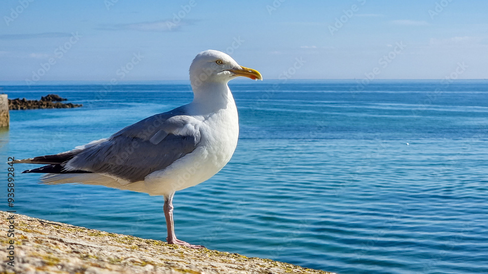 seagull on a rock seagull on a rock