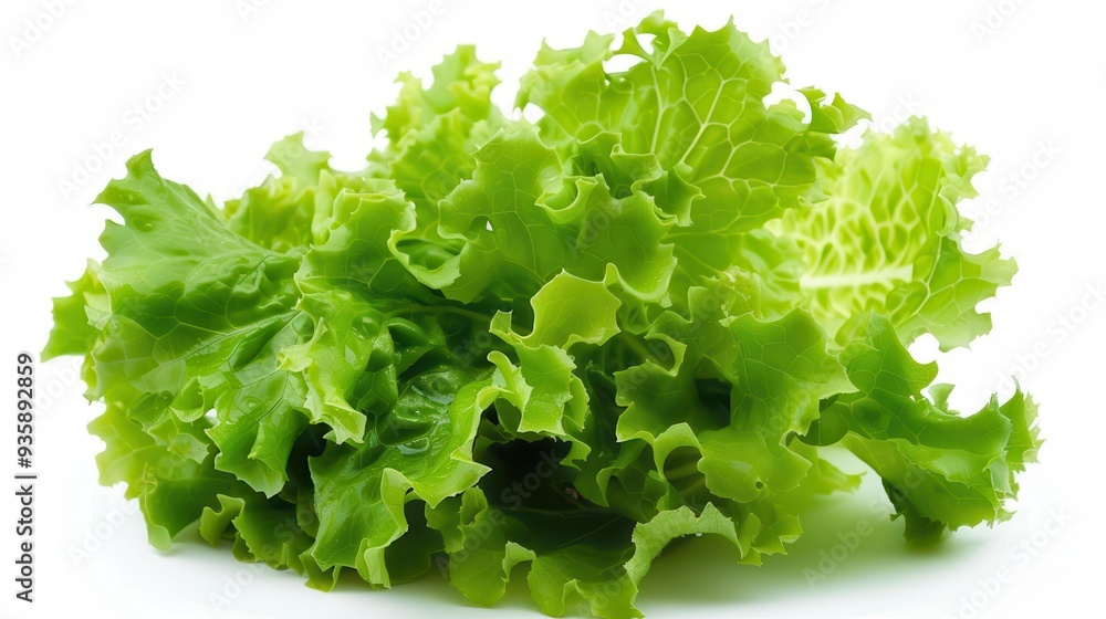 Lettuce Leaf. Freshness and Texture in Close-up Isolated on White Background Lettuce Leaf. Freshness and Texture in Close-up Isolated on White Background