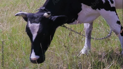 Charming moments of a cow grazing peacefully in a sunlit meadow on a warm summer afternoon