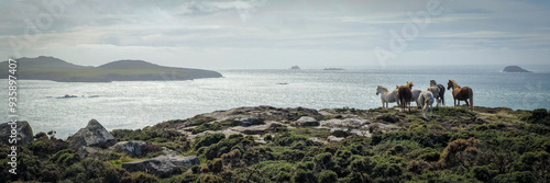 Εκτύπωση καμβά Wild Horses and Ramsey Island