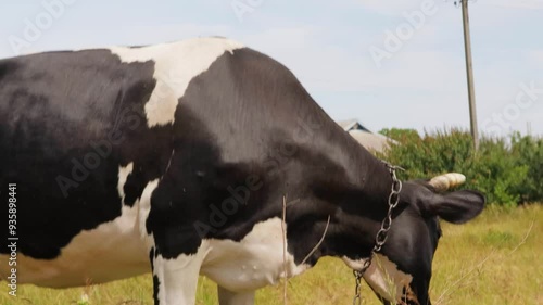 A day in the countryside: observing a serene Holstein cow grazing under the sun in an idyllic rural setting