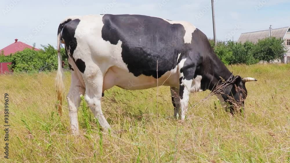 A serene day with a cow grazing peacefully in lush green fields under a clear blue sky A serene day with a cow grazing peacefully in lush green fields under a clear blue sky